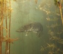 Viditelnost na Rumchalpě Viditelnost na Rumchalpě